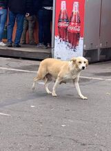 RONJA, Hund, Mischlingshund in Rumänien - Bild 1