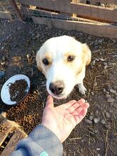 RONJA, Hund, Mischlingshund in Rumänien - Bild 2