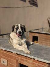 JOEY, Hund, Mischlingshund in Rumänien - Bild 1