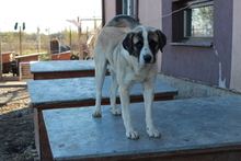 JOEY, Hund, Mischlingshund in Rumänien - Bild 3