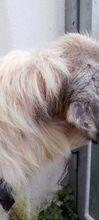 SILVESTRO, Hund, Mischlingshund in Vettweiß - Bild 12