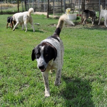 TIMMY, Hund, Hirtenhund-Jagdhund-Mix in Griechenland - Bild 3