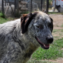LILLY, Hund, Hirtenhund-Jagdhund-Mix in Griechenland - Bild 1