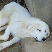 PAULINA, Hund, Griechischer Hirtenhund-Mix in Griechenland - Bild 2
