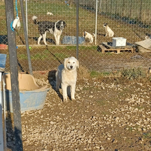 PAULINA, Hund, Griechischer Hirtenhund-Mix in Griechenland - Bild 4