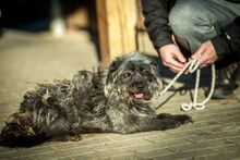 QUARZ, Hund, Mischlingshund in Ungarn - Bild 1