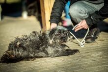 QUARZ, Hund, Mischlingshund in Ungarn - Bild 2