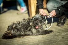 QUARZ, Hund, Mischlingshund in Ungarn - Bild 3