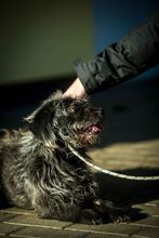 QUARZ, Hund, Mischlingshund in Ungarn - Bild 4