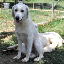 RONJA, Hund, Griechischer Hirtenhund-Mix in Griechenland - Bild 2