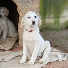 RONJA, Hund, Griechischer Hirtenhund-Mix in Griechenland - Bild 4
