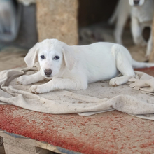 RONJA, Hund, Griechischer Hirtenhund-Mix in Griechenland - Bild 6