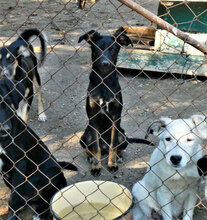 SATI, Hund, Mischlingshund in Bulgarien - Bild 10