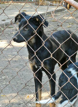 SATI, Hund, Mischlingshund in Bulgarien - Bild 11