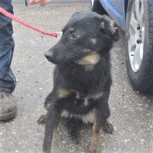 SATI, Hund, Mischlingshund in Bulgarien - Bild 2
