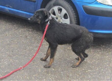 SATI, Hund, Mischlingshund in Bulgarien - Bild 5
