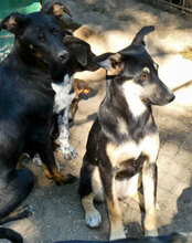 SATI, Hund, Mischlingshund in Bulgarien - Bild 9