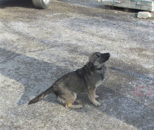 KAYLEE, Hund, Mischlingshund in Bulgarien - Bild 1