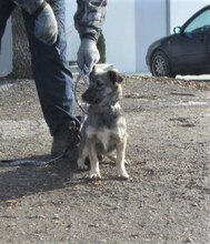 KAYLEE, Hund, Mischlingshund in Bulgarien - Bild 5