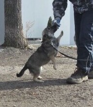 KAYLEE, Hund, Mischlingshund in Bulgarien - Bild 6