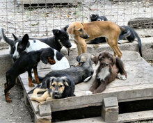 KAYLEE, Hund, Mischlingshund in Bulgarien - Bild 8