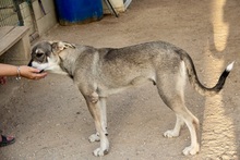 QUAD, Hund, Pyrenäenberghund-Mix in Spanien - Bild 2