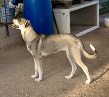 QUAD, Hund, Pyrenäenberghund-Mix in Spanien - Bild 3