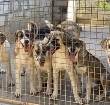 QUAD, Hund, Pyrenäenberghund-Mix in Spanien - Bild 4