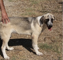 QUILLEN, Hund, Pyrenäenberghund-Mix in Spanien - Bild 2