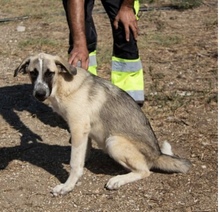 QUILLEN, Hund, Pyrenäenberghund-Mix in Spanien - Bild 3