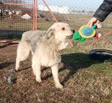 MALUMA, Hund, Mischlingshund in Ungarn - Bild 3
