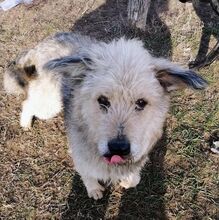 MALUMA, Hund, Mischlingshund in Ungarn - Bild 5