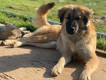 MIO, Hund, Mischlingshund in Griechenland - Bild 10