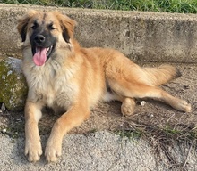 MIO, Hund, Mischlingshund in Griechenland - Bild 11