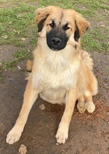 MIO, Hund, Mischlingshund in Griechenland - Bild 2