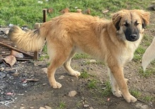 MIO, Hund, Mischlingshund in Griechenland - Bild 6