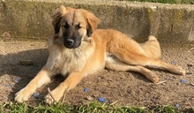 MIO, Hund, Mischlingshund in Griechenland - Bild 7