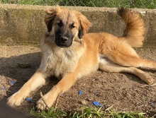 MIO, Hund, Mischlingshund in Griechenland - Bild 8