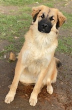 MIO, Hund, Mischlingshund in Griechenland - Bild 9