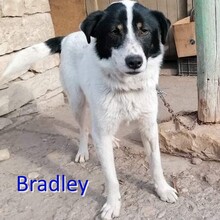 BRADLEY, Hund, Mischlingshund in Bulgarien - Bild 1