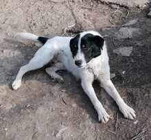 BRADLEY, Hund, Mischlingshund in Bulgarien - Bild 2