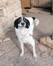 BRADLEY, Hund, Mischlingshund in Bulgarien - Bild 3