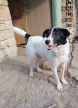 BRADLEY, Hund, Mischlingshund in Bulgarien - Bild 4