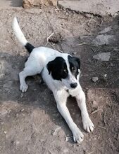 BRADLEY, Hund, Mischlingshund in Bulgarien - Bild 5