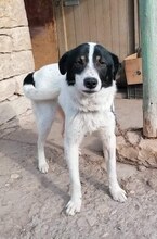 BRADLEY, Hund, Mischlingshund in Bulgarien - Bild 6