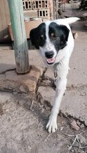 BRADLEY, Hund, Mischlingshund in Bulgarien - Bild 7