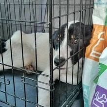 BRADLEY, Hund, Mischlingshund in Bulgarien - Bild 8