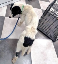 BRADLEY, Hund, Mischlingshund in Bulgarien - Bild 9