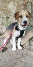TAIFUN, Hund, Mischlingshund in Bulgarien - Bild 2