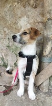 TAIFUN, Hund, Mischlingshund in Bulgarien - Bild 4